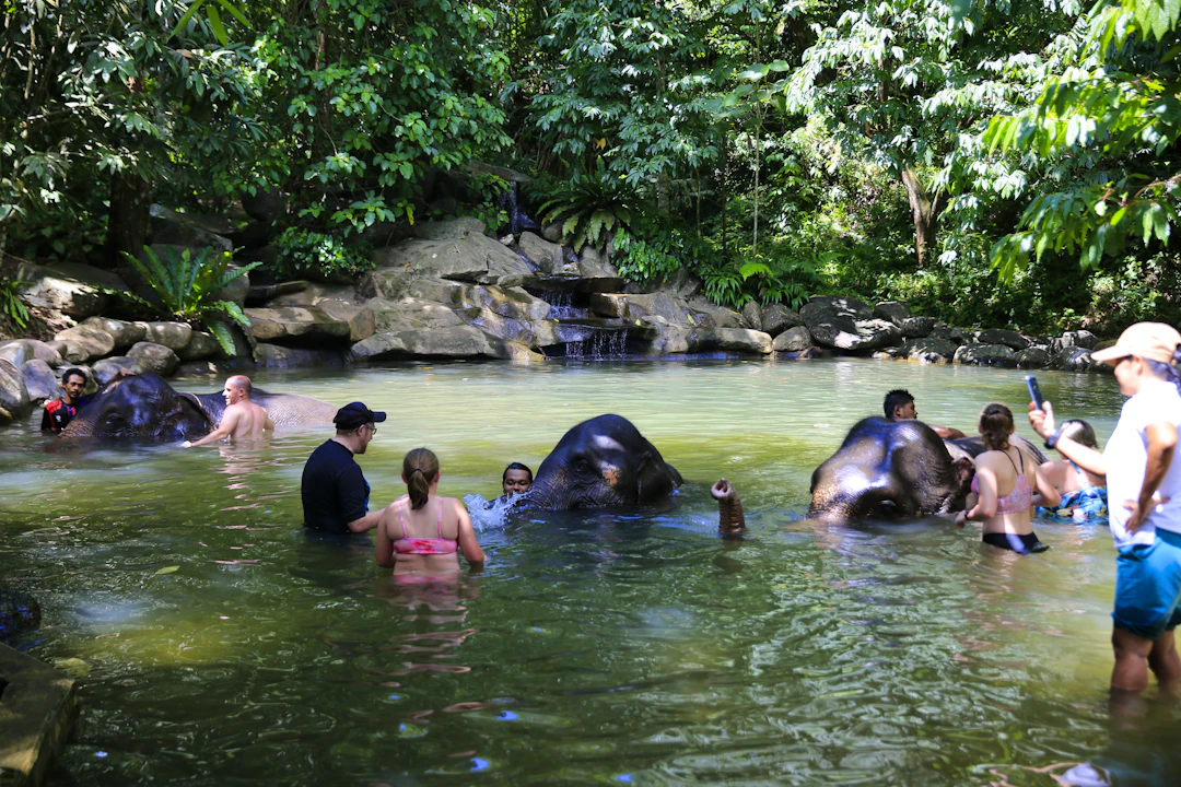 Khao Lak Elephant Bath Ticket